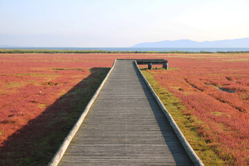 Boardwalk in the Salicornia europaea (Lake Notoro, Abashiri, Hokkaido, Japan)
