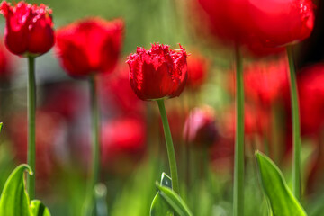 Fototapeta premium Tulips in the garden, spring