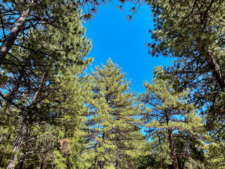 tree with sky