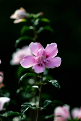 Obraz premium Hibiscus