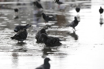 Birds standing on a wet street in a rainy day. blurred background