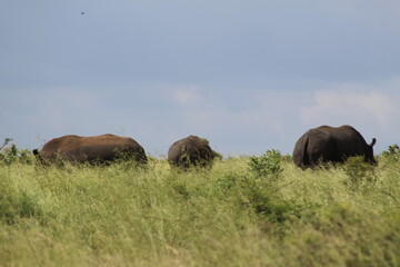 Obraz na płótnie Canvas Photos taken in Kruger National Park