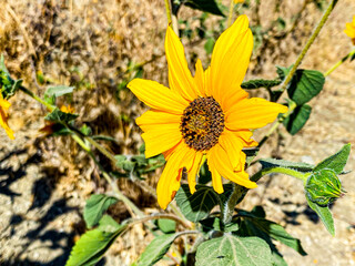 sunflower in a field