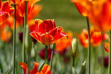 Tulips in the garden, spring