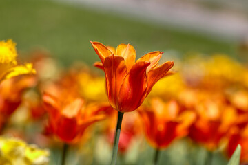 Tulips in the garden, spring