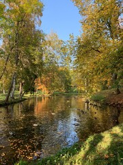 Fototapeta na wymiar Pond with ducks, autumn trees, golden leaves