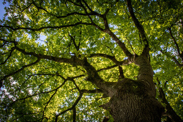 Fototapeta premium Oak tree