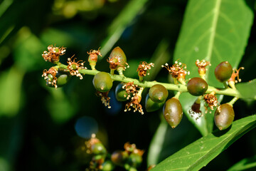 Oliv-grüne Beeren an einem giftigen Busch Lorbeerkirsche / Kirchlorbeer (Lat.: Prunus laurocerasus, Syn.: Laurocerasus officinalis) im Sommer