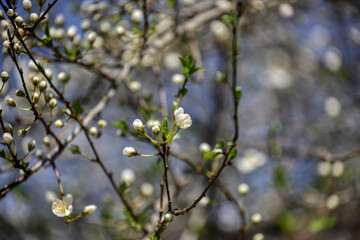 Fruit tree blossoms. Spring beginning background. The fruits blossom in spring. Bokeh.