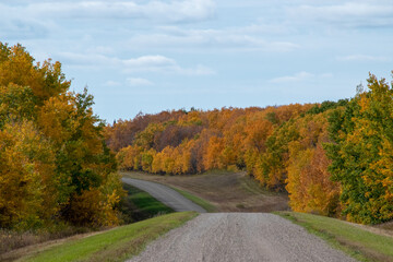 Fototapeta premium Back country road on the Canadian prairies in fall.