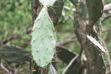 dark green large cactus Opuntia spiny close up, tropical plants