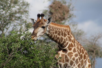 Photos taken in Kruger National Park