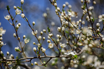 Fruit tree blossoms. Spring beginning background. The fruits blossom in spring. Bokeh.