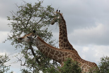 Photos taken in Kruger National Park