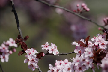 Fruit tree blossoms. Spring beginning background. The fruits blossom in spring. Bokeh.