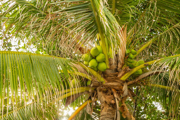 a bunch of green coconuts grow on a palm tree high on top against a background of green leaves