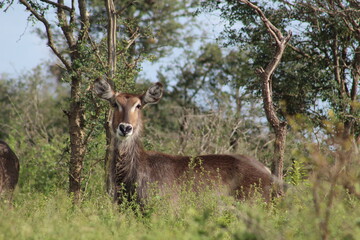 Photos taken in Kruger National Park