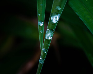 Droplet