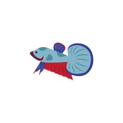 beautiful betta fish vector