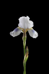 Delicate pastel iris flower isolated on black background.