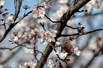 Fruit tree blossoms. Spring beginning background. The fruits blossom in spring. Bokeh.