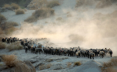herder with flock of sheep in dust ,  shepherds from Baluchistan are traveling in Baluchistan 