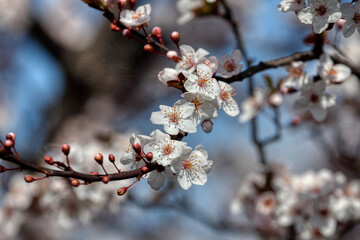 Fruit tree blossoms. Spring beginning background. The fruits blossom in spring. Bokeh.