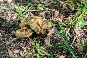 brown edible mushroom grows in the forest among the leaves against the ground and fallen leaves