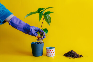 A woman's gloved hand holds a sprouted avocado seed for grafting into a new gray pot. On a yellow background, black soil, a large avocado sprout lies nearby. front view.