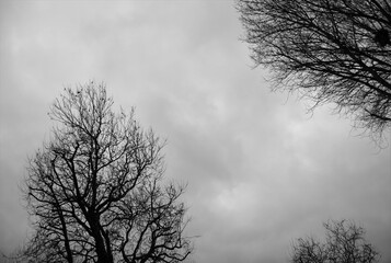 Trees under cloudy sky in black and white