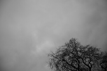 Trees under cloudy sky in black and white
