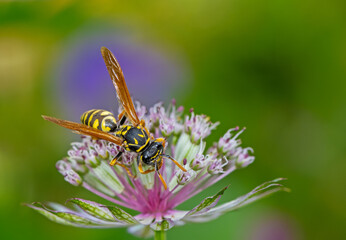 European paper wasp on an astranatia flower