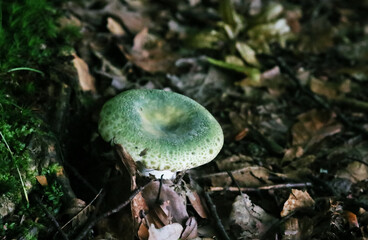 La russula verde que se agrieta, la russula verde acolchada o la quebradiza verde (Russula virescens). Seta comestible encontrada en los bosques de la Reserva de antiguos Robles de Breite en Rumanía.