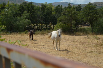 Horses on a farm in nature