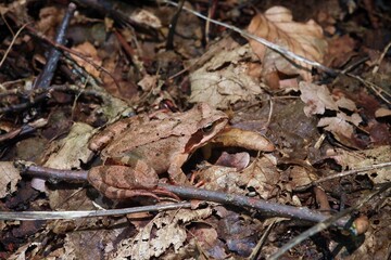 La rana común (Rana temporaria), también conocida como rana común europea localizada en Sighisoara, Rumania. Rana perfectamente camuflada con la hojarasca del suelo en la Reserva Breite Ancient Oak.