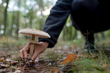 Isolated mushroom being picked on an autumn day in the forest