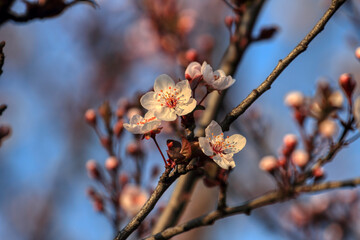 Fruit tree blossoms. Spring beginning background. The fruits blossom in spring. Bokeh.