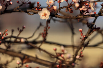 Fruit tree blossoms. Spring beginning background. The fruits blossom in spring. Bokeh.