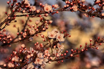 Fruit tree blossoms. Spring beginning background. The fruits blossom in spring. Bokeh.
