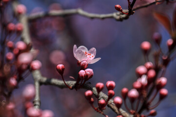 Fototapeta na wymiar Fruit tree blossoms. Spring beginning background. The fruits blossom in spring. Bokeh.