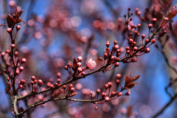 Fruit tree blossoms. Spring beginning background. The fruits blossom in spring. Bokeh.