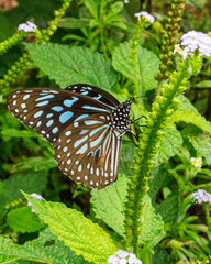 Dark blue tiger (Tirumala Septentrionis) resting on a plant.