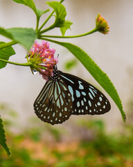 Dark blue tiger (Tirumala Septentrionis) sucking nectar from flower.