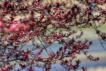 Fruit tree blossoms. Spring beginning background. The fruits blossom in spring. Bokeh.