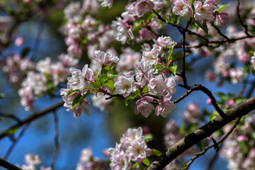 Fruit tree blossoms. Spring beginning background. The fruits blossom in spring. Bokeh.