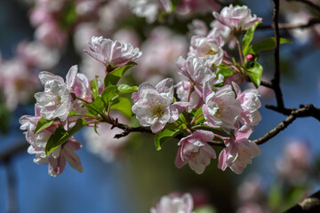 Fruit tree blossoms. Spring beginning background. The fruits blossom in spring. Bokeh.