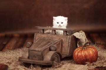 Britisch Kurzhaar Kitten in weiß fährt Auto im Herbst