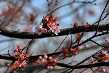 Fruit tree blossoms. Spring beginning background. The fruits blossom in spring. Bokeh.