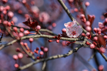 Fruit tree blossoms. Spring beginning background. The fruits blossom in spring. Bokeh.