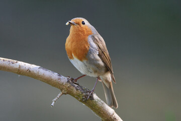Fototapeta premium Rotkehlchen (Erithacus rubecula)